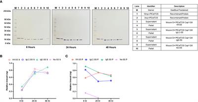 Exploring in vitro expression and immune potency in mice using mRNA encoding the Plasmodium falciparum malaria antigen, CelTOS